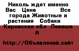 Николь ждет именно Вас › Цена ­ 25 000 - Все города Животные и растения » Собаки   . Кировская обл.,Леваши д.